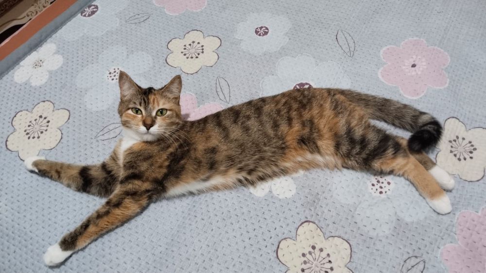 Кошка трехцветная красавица одтам даром