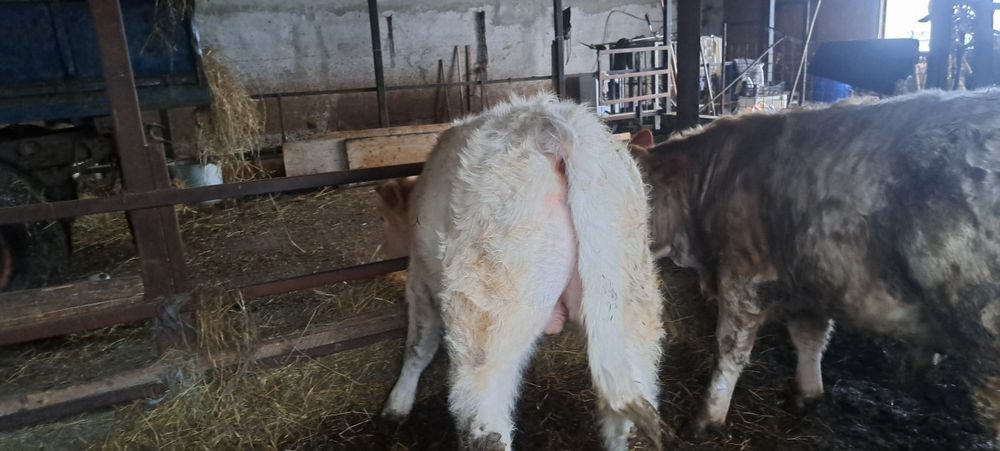 Vând vitei charolaise metis