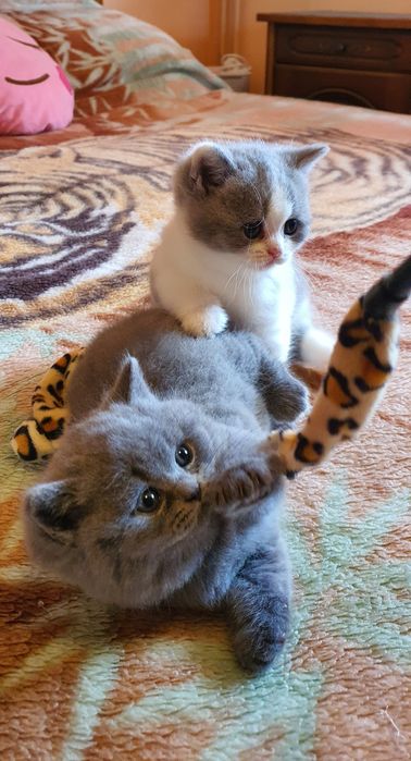 British shorthair cu pedigree!