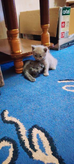 Продаются котята шотландской породы