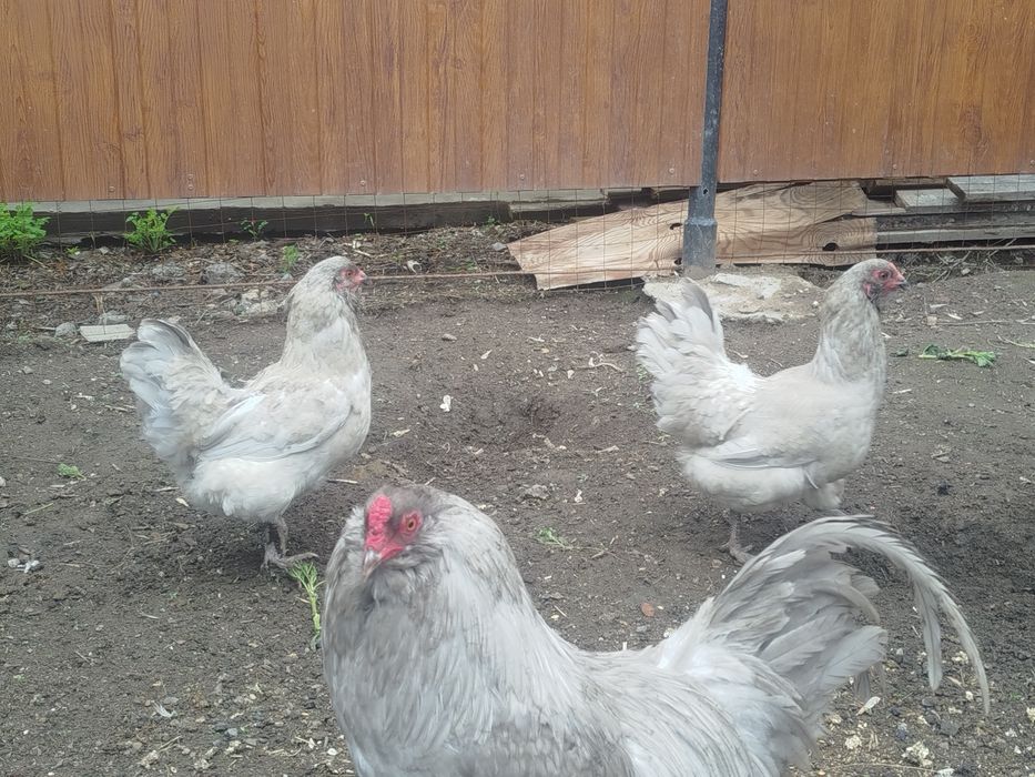 Амераукана лаванда