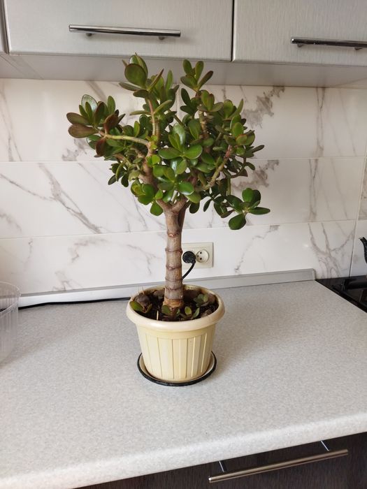 Продам денежное дерево