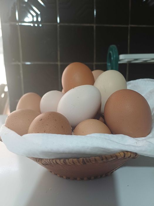 Яйцо домашнее. Куриное