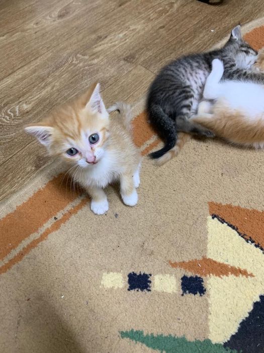 Отдам котят в добрые руки