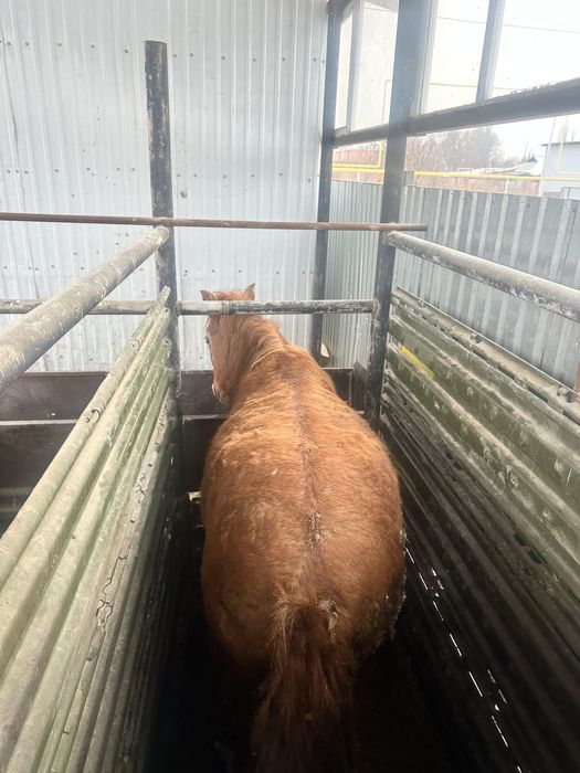 Сатылады полторашка