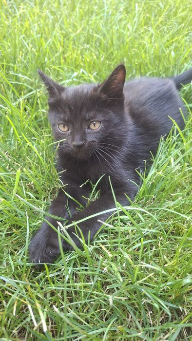 Котята в хорошие руки