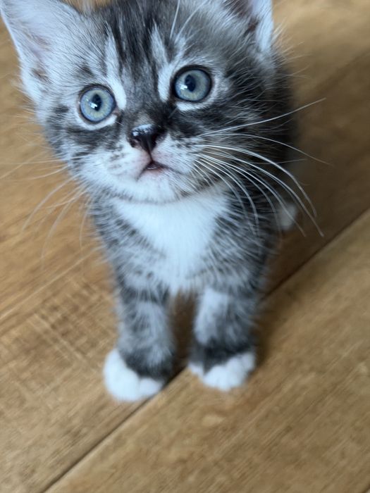 Отдадим котят мальчик и девочка
