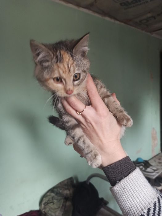 Котенок в добрые руки