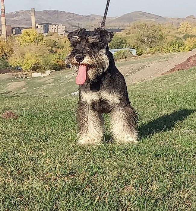 Подрощенные щенки