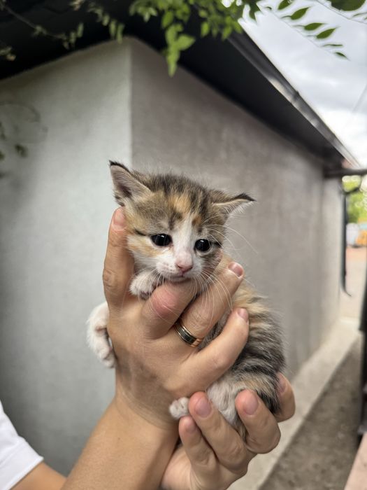 Котята бесплатно