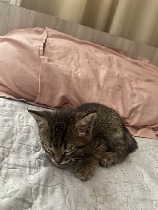 Котята  2  месец