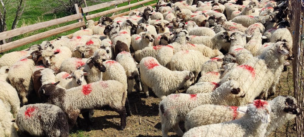 Miei de vanzare 200 bucati