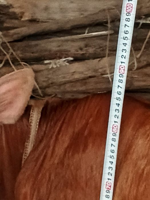Buzoq sotiladi shvet
