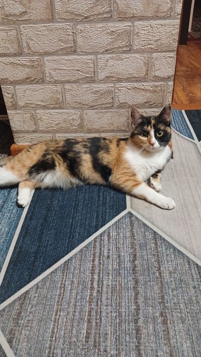 Отдам в добрые руки