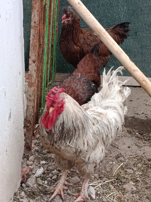 Xoroz va óradaklar sotilad