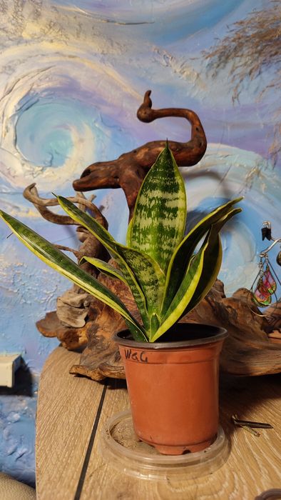 Саньсевьерия Голден Флейм