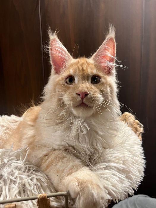 Baietel Maine Coon PEDIGREE Felisa