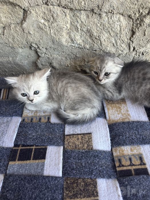 Mushuklar uta guzal va arzon