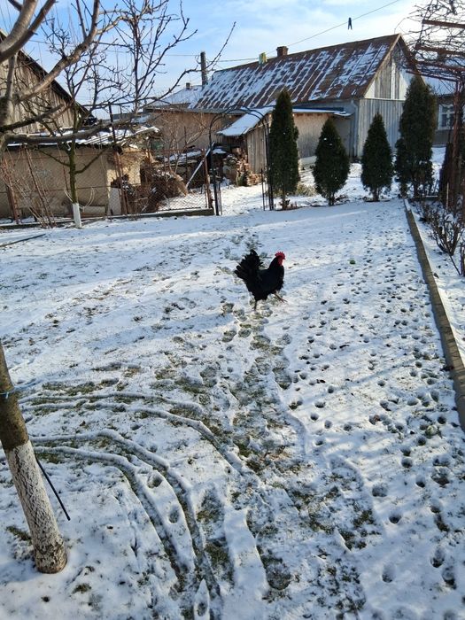 Vând 5 cocoși  rasă Australorp