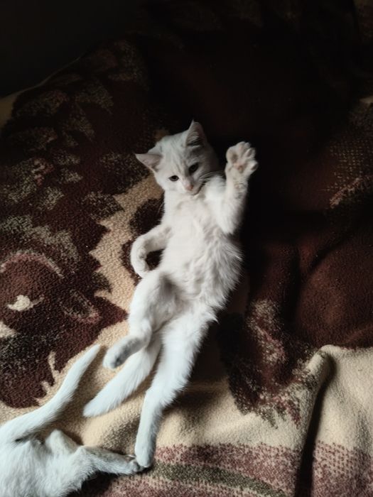 Као Мани,Лапуски мои