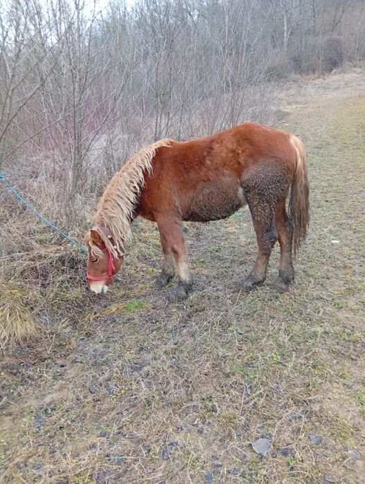 De vzare Mânzâ de onani múlté detali telefoni