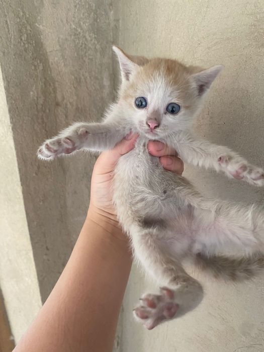 Котёнок бесплатно