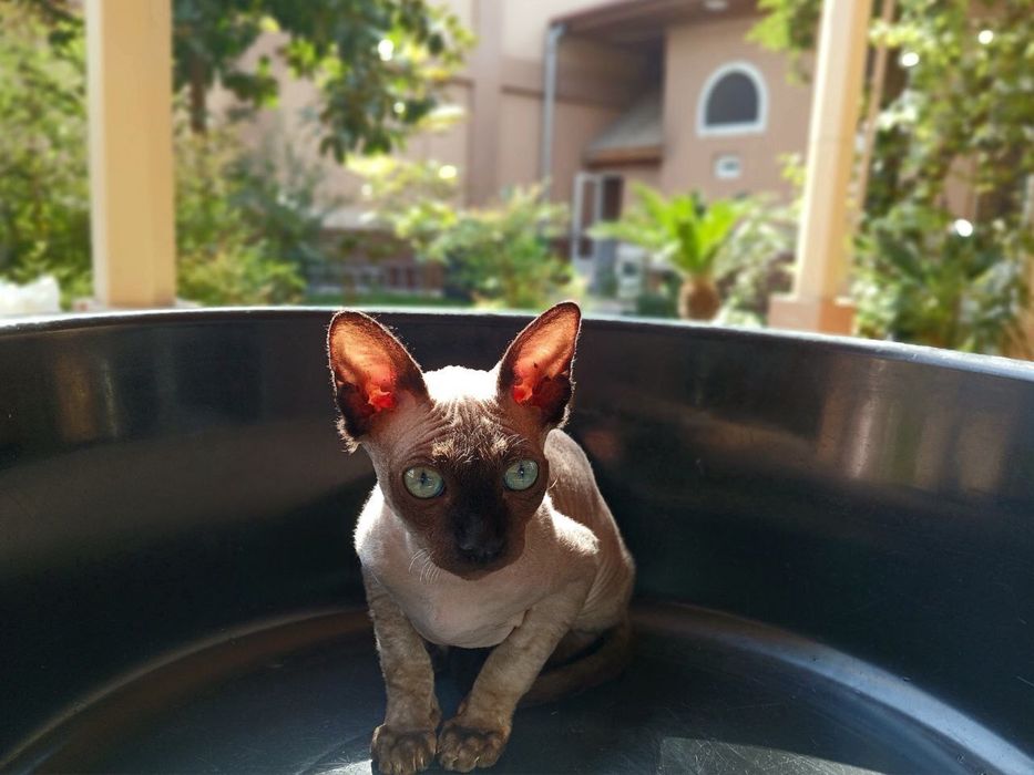 ВЯЗКА, кот Канадский сфинкс кошка приедет на 3 дня.