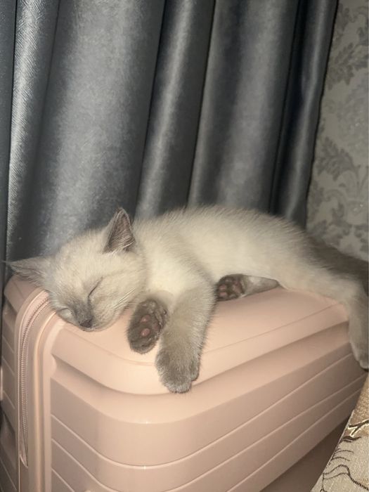 котенок мальчик в добрые руки.