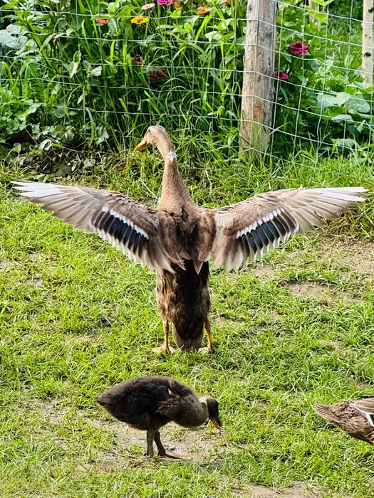 Vand rate alergatoare indiene asiatice pret redus