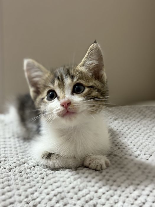 Отдам котеночка в хорошие руки