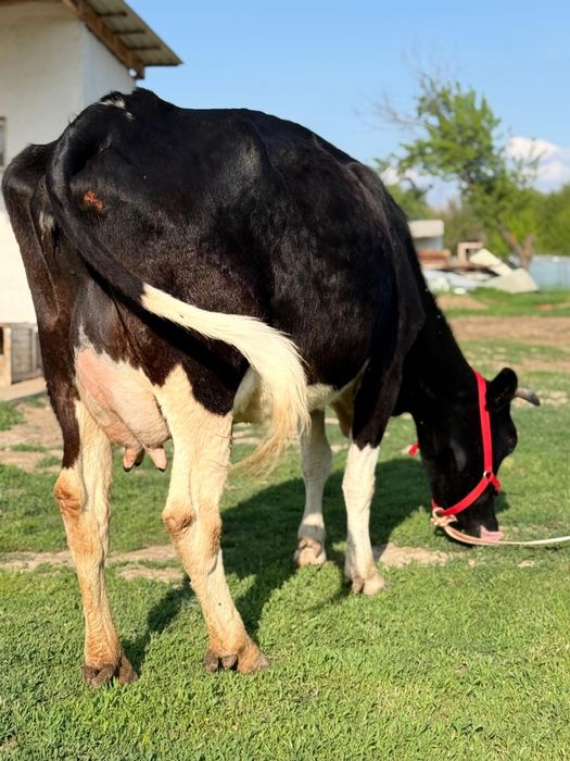 Парода ірі денелі чёрна пёстрый