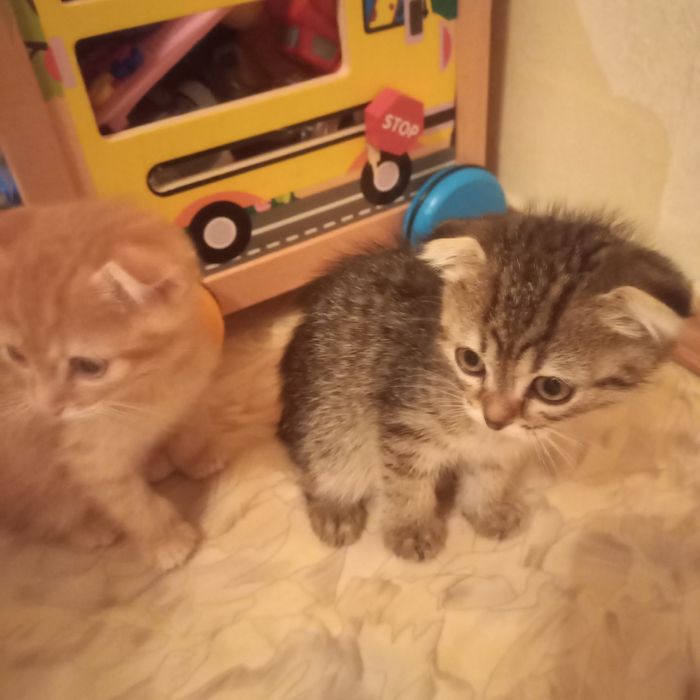 Вислоухие 1,5 м мальчик и девочка