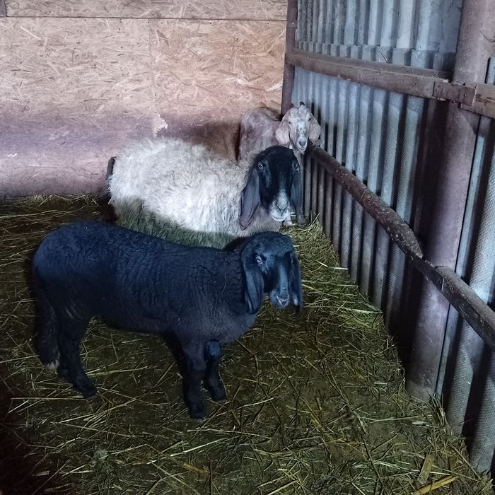 Oaie la a doua fătare cu mia de vânzare