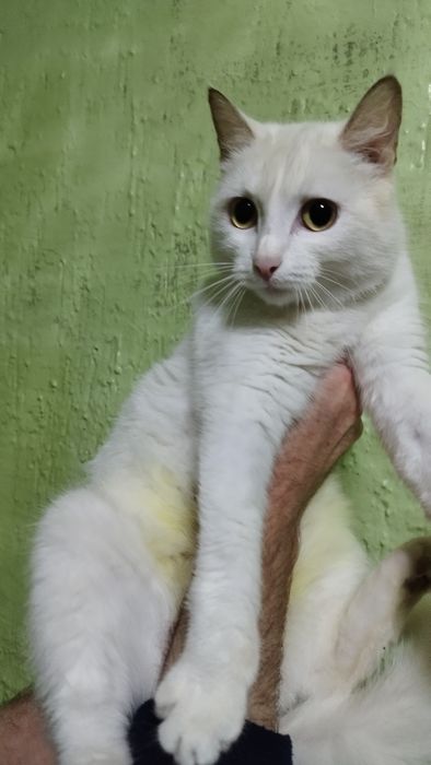 Отдам в добрые руки