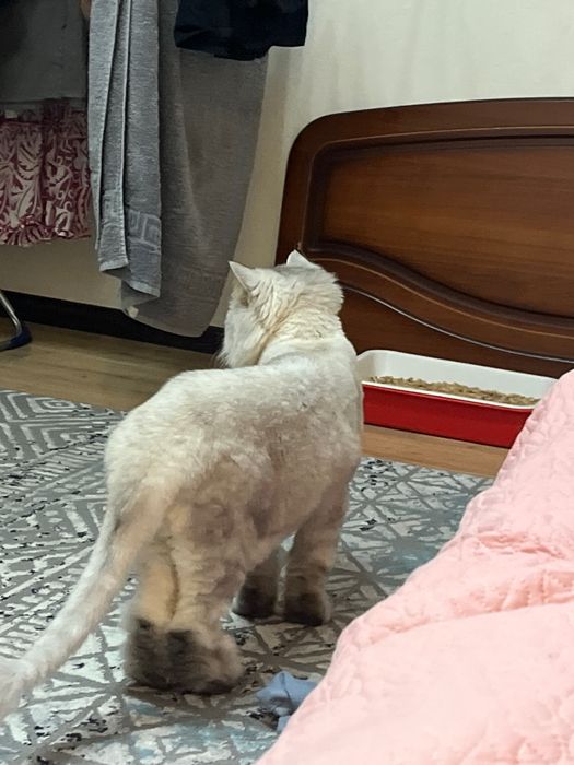 Кот шотладский.