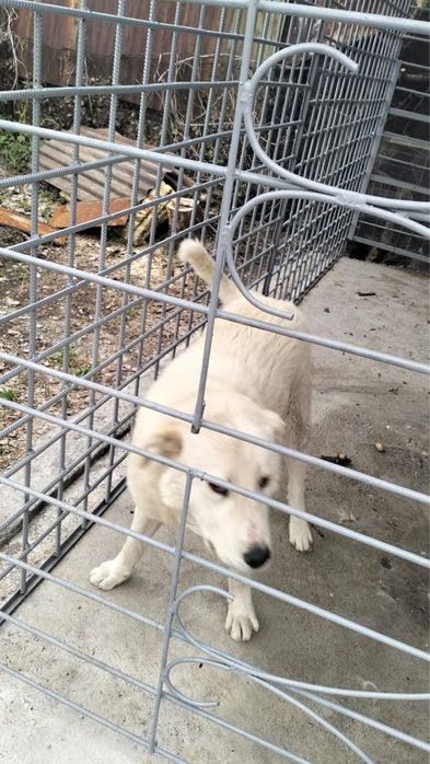 Продам щенка пародистого ТОБЕТА