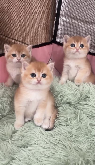 Продам золотушек шиншиллят