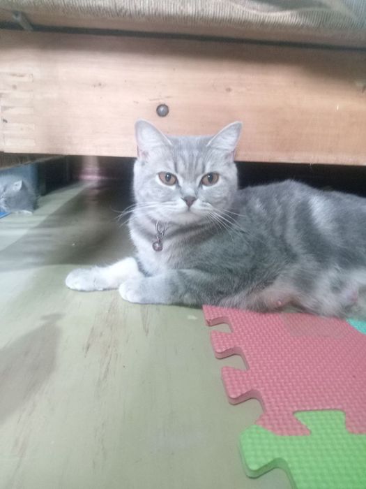 Продам котят шатланская