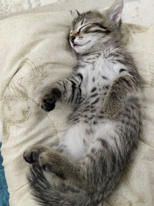 Отдам даром котенка