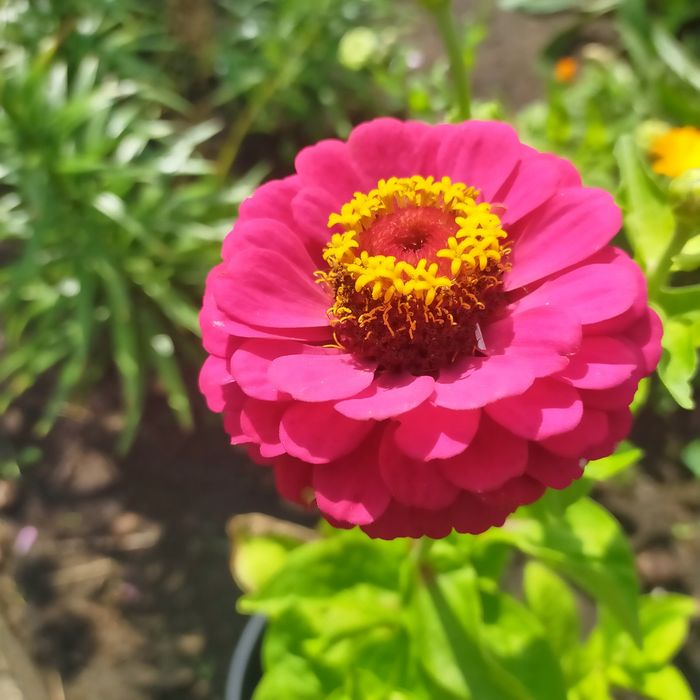 Дача, СО Текстильщик+1