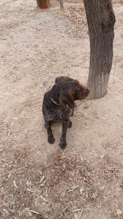 Дратхар сатылады рабочи