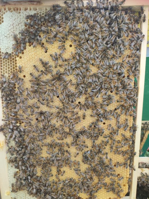 Vând familii de albine