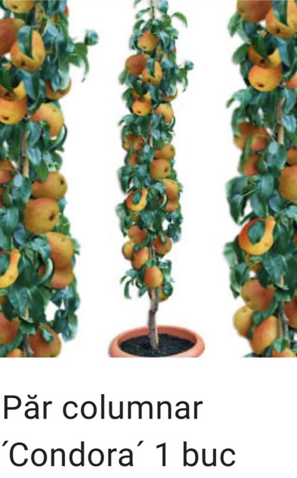 Pomi columnari fructiferi