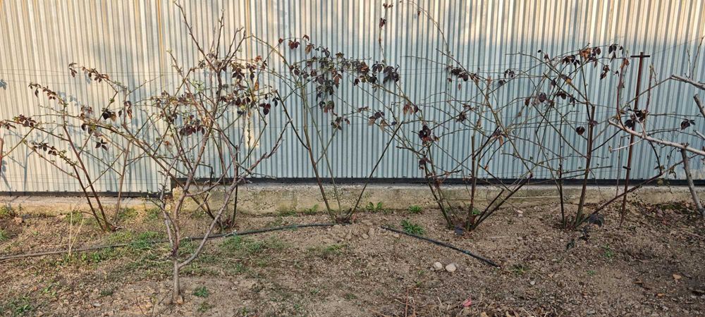 Кусты ежевики, взрослые