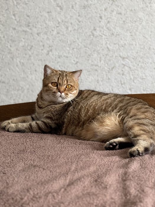 Ищем кота для вязки