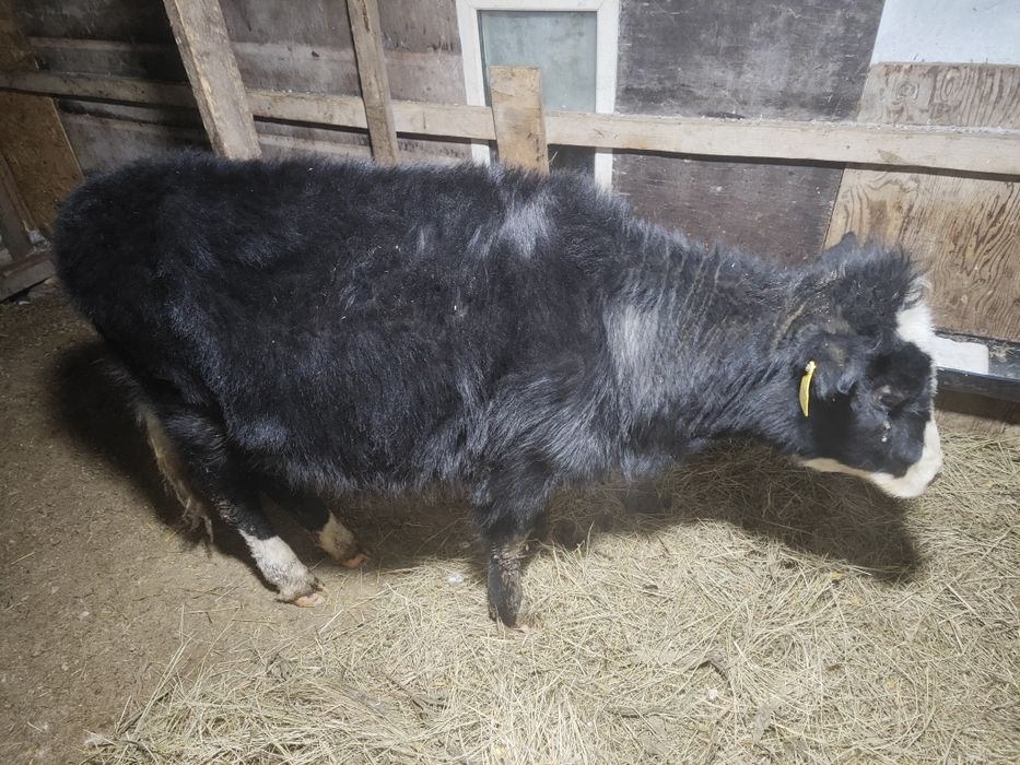 Продается телочка