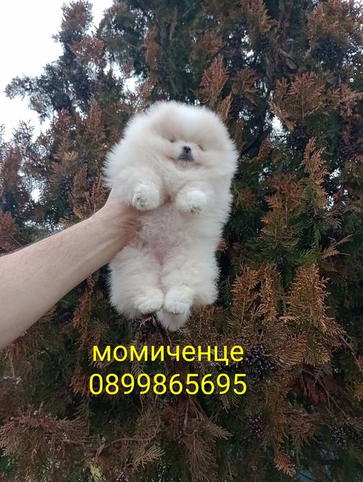 Померани! Реални снимки! Момче и момиче!