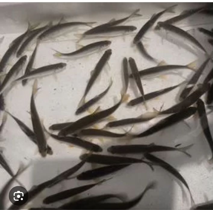 Продам крупных живцов- 80 тенге  Житикара