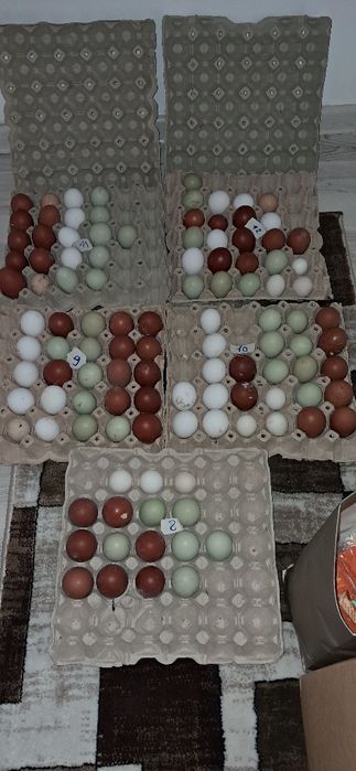 Ouă marans araucana sebringht appenzeller