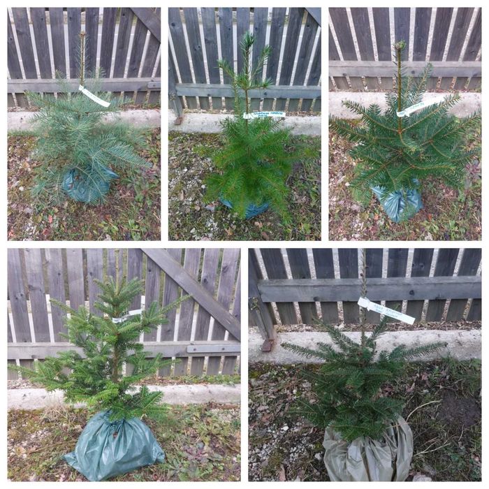 Palet 50 buc. brazi ornamentali mixt cu balot pamant-calibru 60-80 cm